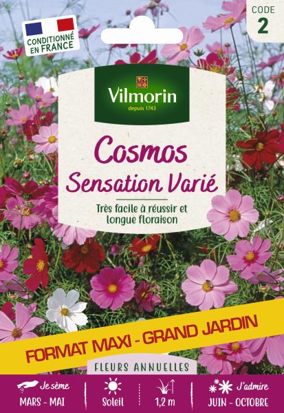 Fleurs - Cosmos Sensation Varié - Grand Modèle - face recto